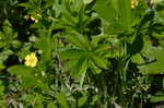 Common cinquefoil